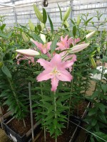 [5382 Sanna VZ No01.JPG]